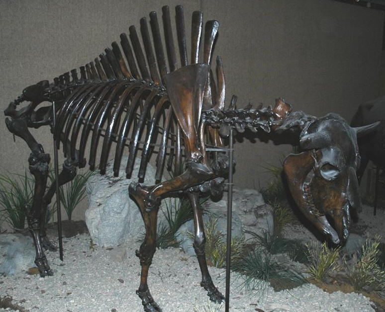 Index of /Bisonantiquus_files/