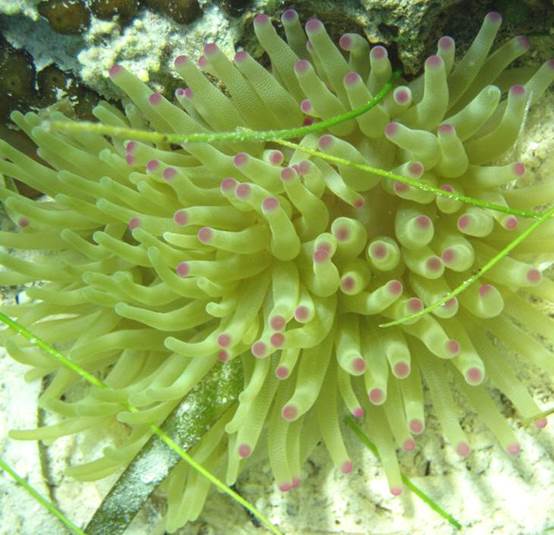 Deep-Sea Anemones (Cnidaria: Anthozoa: Actiniaria) from the South