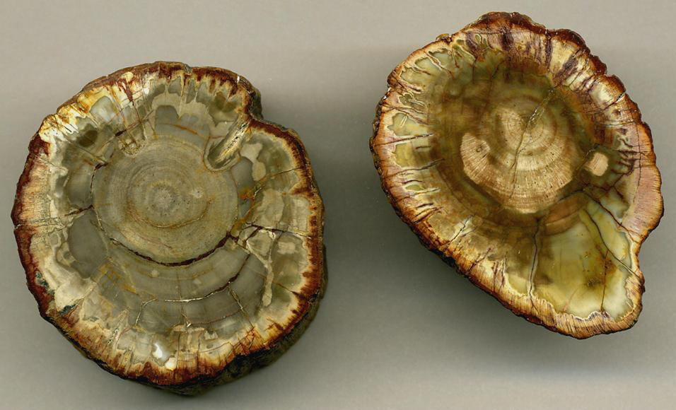 Index of /Permineralization_files/